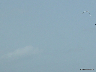 lle del Simeto-24-02-2013 11-16-56